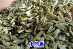 香料洋茴香和安息茴香是什么？